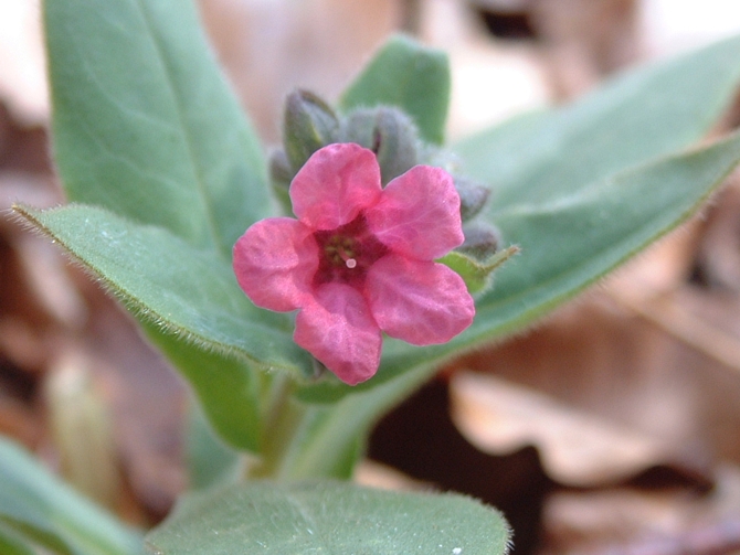 Pulmonaria officinalis / Polmonaria